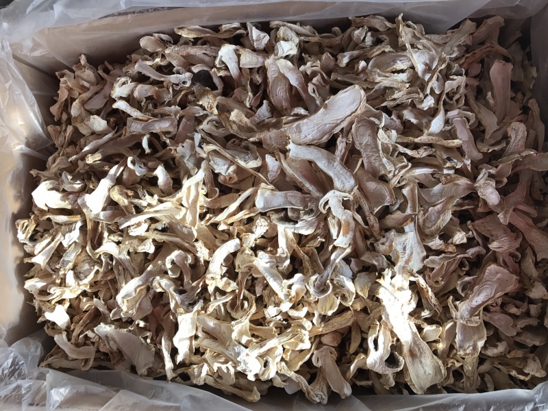 球盖菇干片去皮赤松茸基地批发！