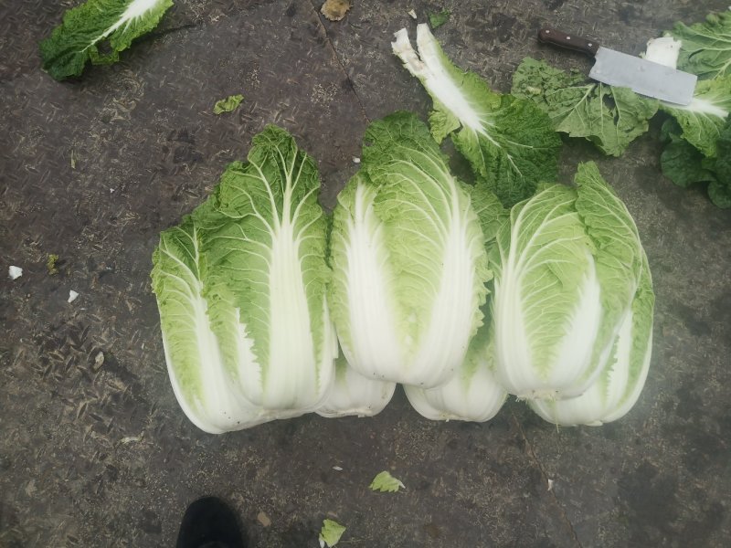 湖北白菜精品黄心白菜黄心产地直供价格便宜欢迎联系