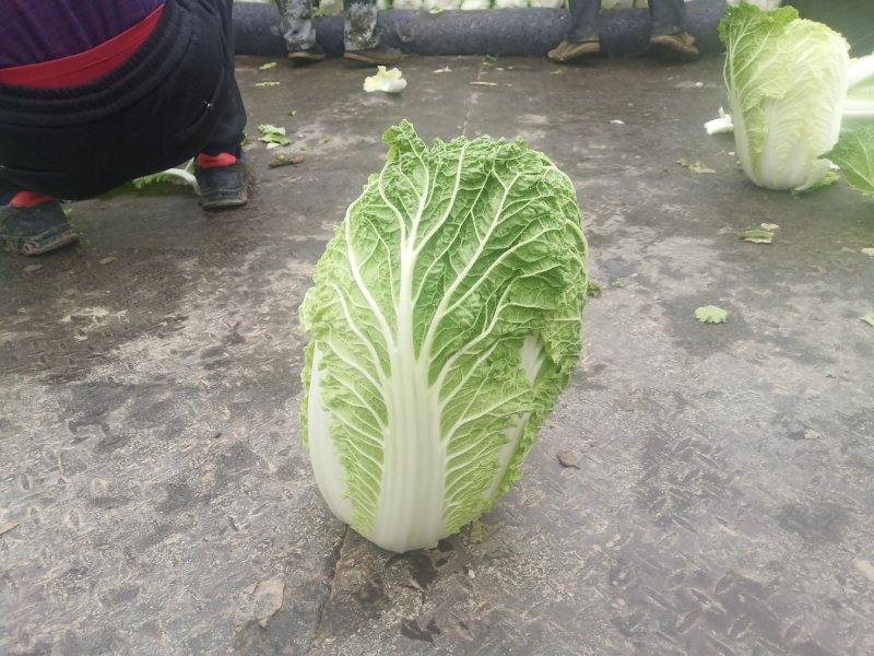 湖北白菜精品黄心白菜黄心产地直供价格便宜欢迎联系