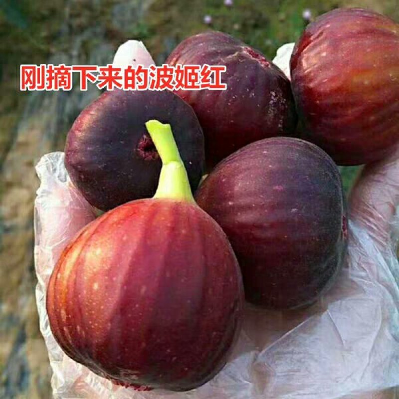 无花果苗无花果树苗当年种植当年见效亩种植220颗