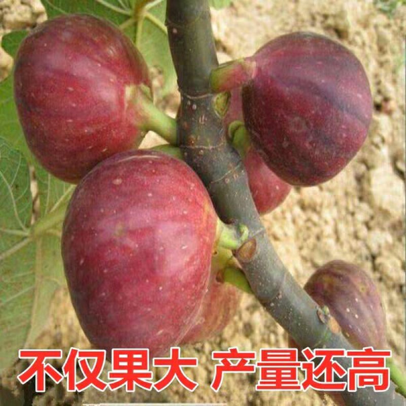 无花果苗无花果树苗当年种植当年见效亩种植220颗