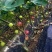 无花果苗无花果树苗当年种植当年见效亩种植220颗