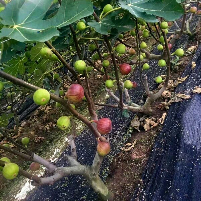 无花果苗无花果树苗当年种植当年见效亩种植220颗