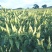 白玉米椒白米椒白朝天椒种子一包5克正品包邮