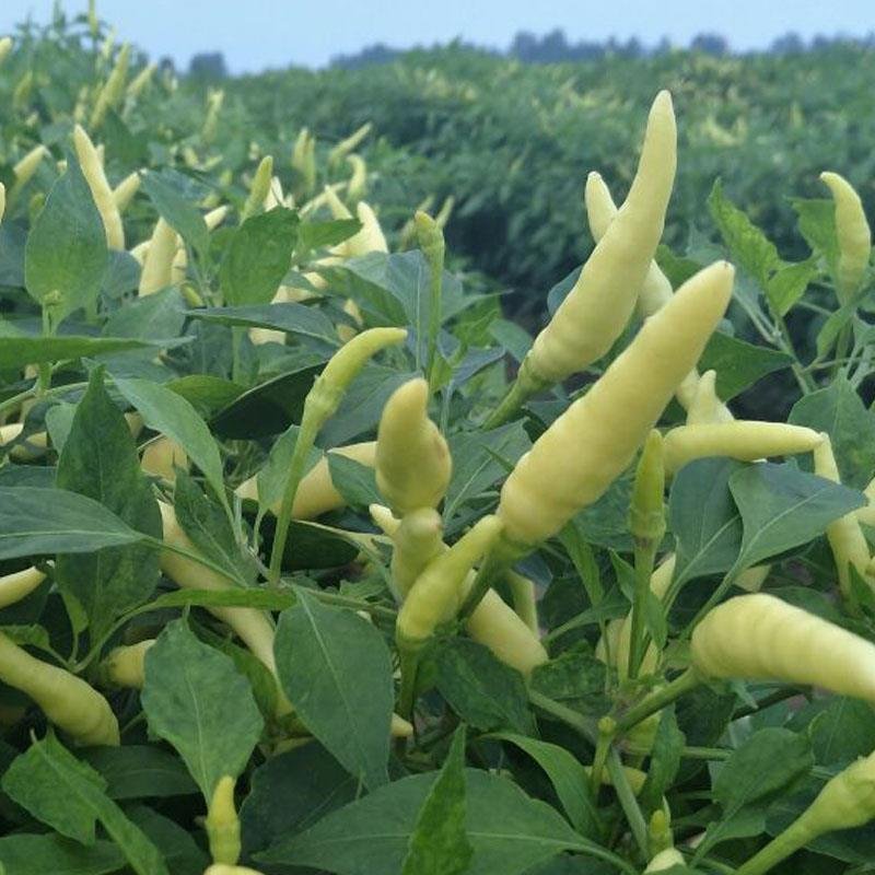 白玉米椒白米椒白朝天椒种子一包5克正品包邮