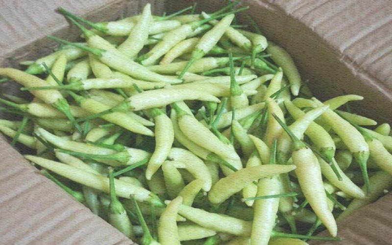 白玉米椒白米椒白朝天椒种子一包5克正品包邮