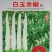 白玉米椒白米椒白朝天椒种子一包5克正品包邮