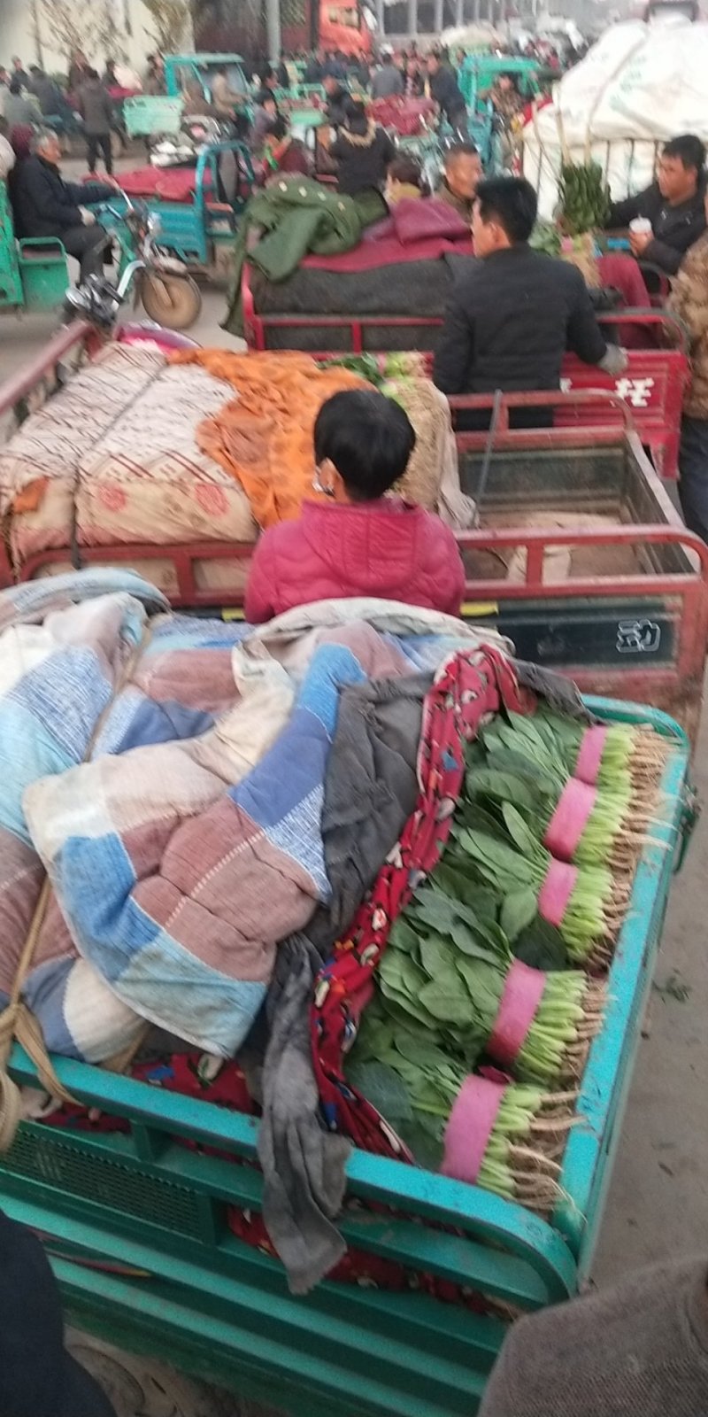 永年大叶香菜精品香菜量大从优欢迎各位老板采购