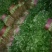 永年大叶香菜精品香菜量大从优欢迎各位老板采购