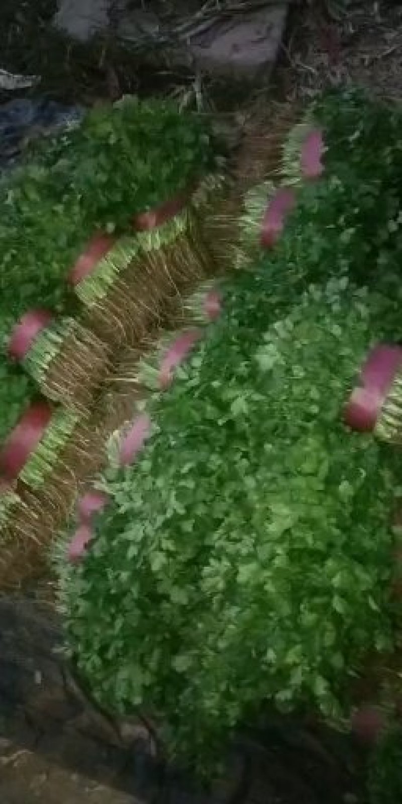永年大叶香菜精品香菜量大从优欢迎各位老板采购