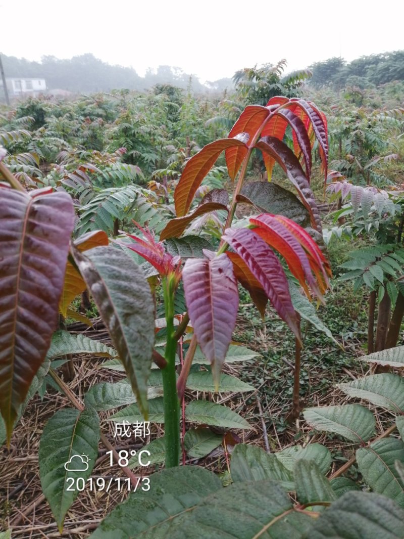 四季香椿苗，高海拔，低平原专利保护资源，采摘周期长。
