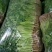 香菜【河南开封通许基地直供高质量高标准】