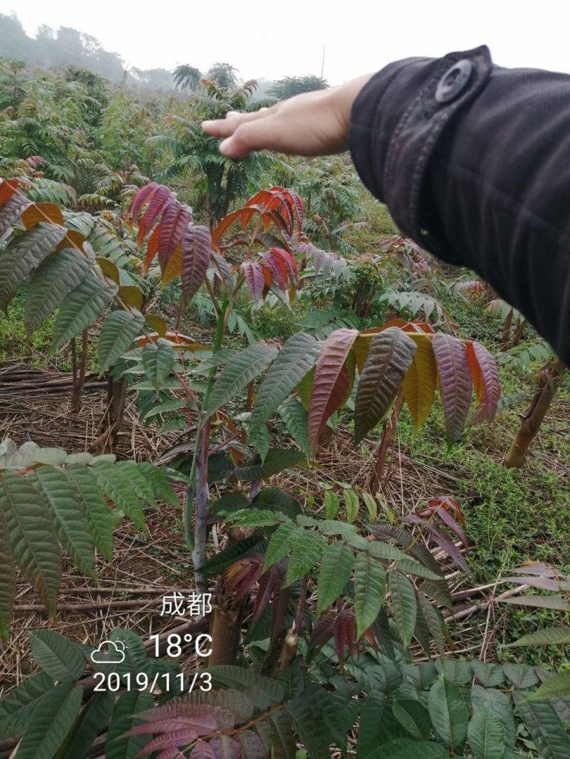 四季香椿高海拔，低平原全地形种植，当年栽培当年采收