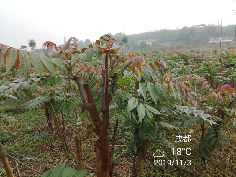 四季香椿高海拔，低平原全地形种植，当年栽培当年采收