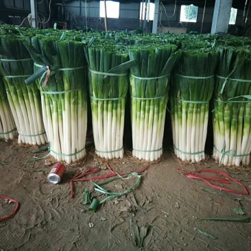 大葱【河南开封通许万亩基地直供高质量高标准】