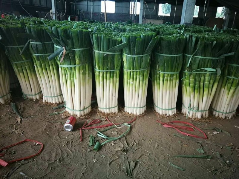 大葱【河南开封通许万亩基地直供高质量高标准】