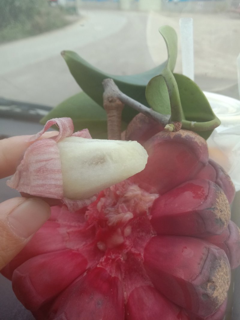 布福娜（黑老虎）果