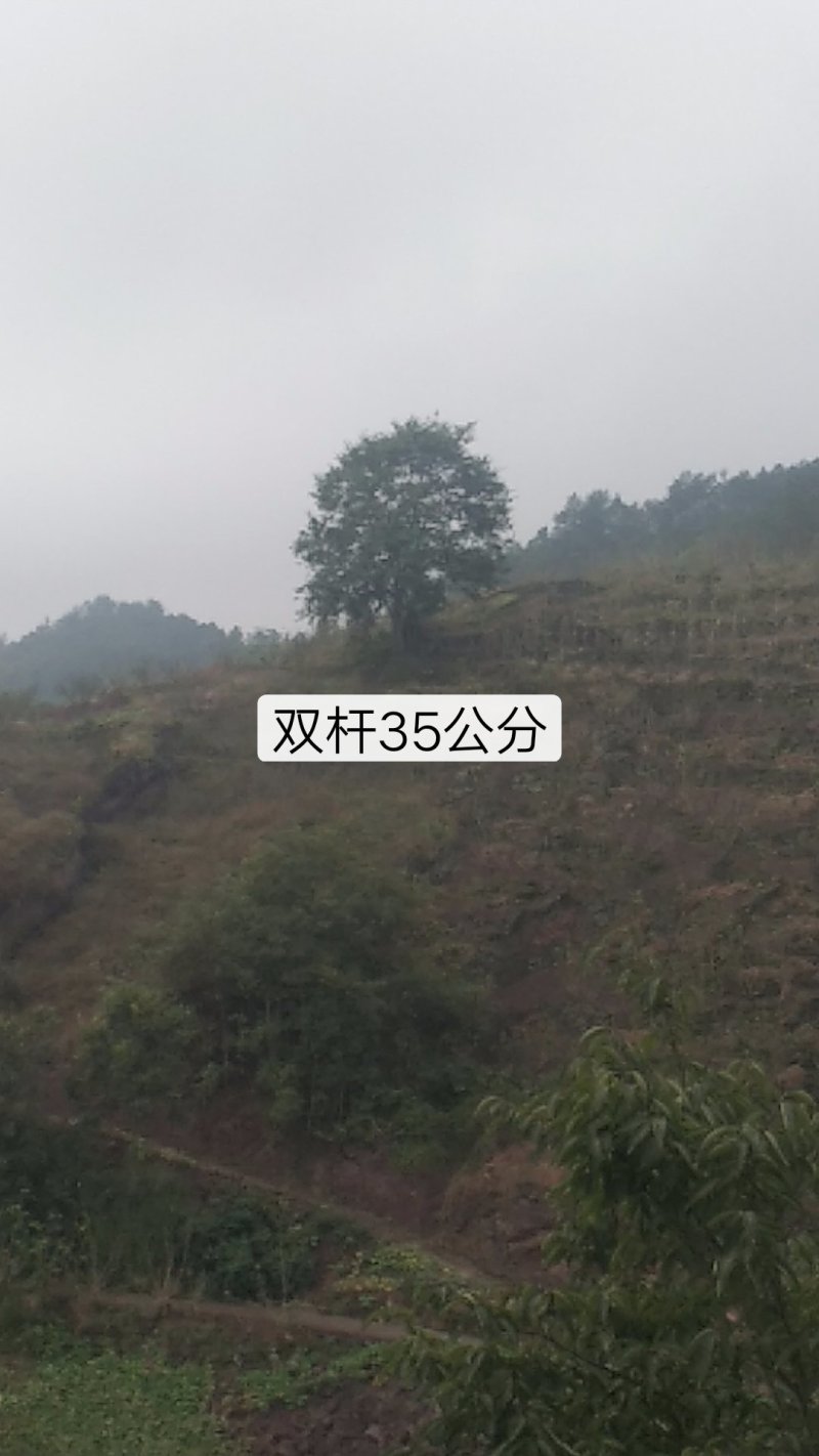 宜宾朴树，多杆单杆，黄连木只能骨架可视频看货，量大从优