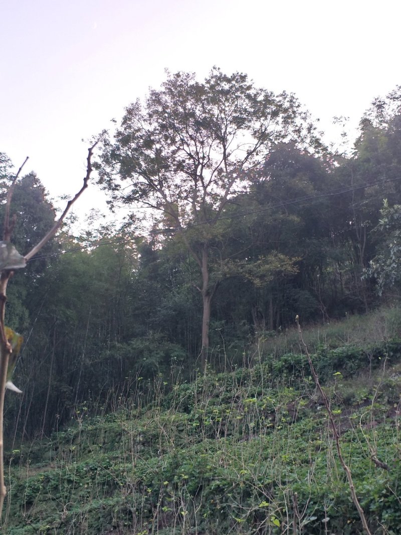 宜宾朴树，多杆单杆，黄连木只能骨架可视频看货，量大从优