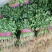 香菜【河南开封通许基地直供高质量高标准】