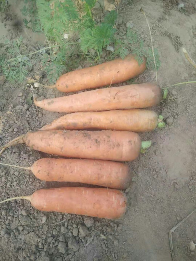 红萝卜