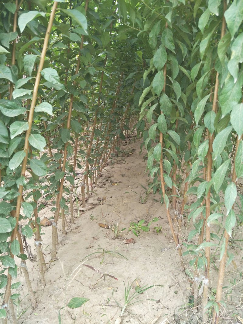 大红袍李子挂果早现挖高成活率品种纯正可签合同