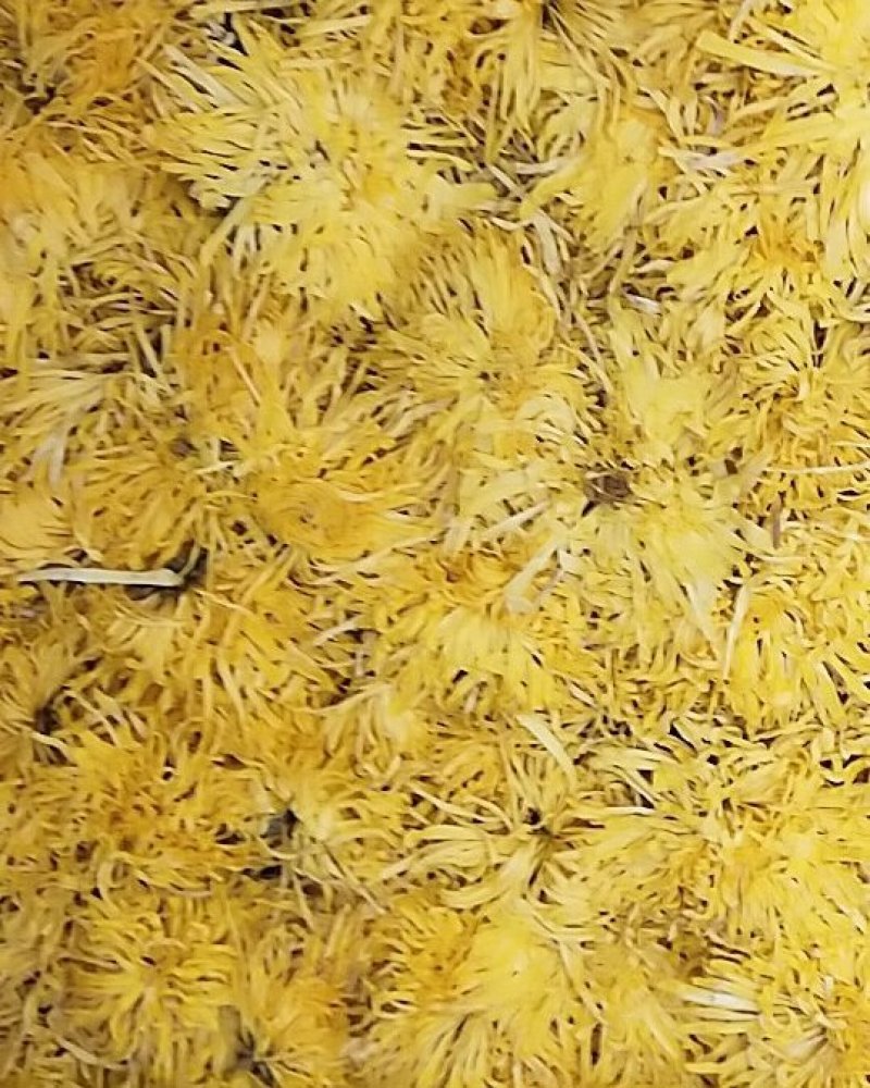 金丝皇菊