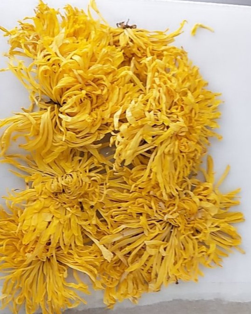 金丝皇菊