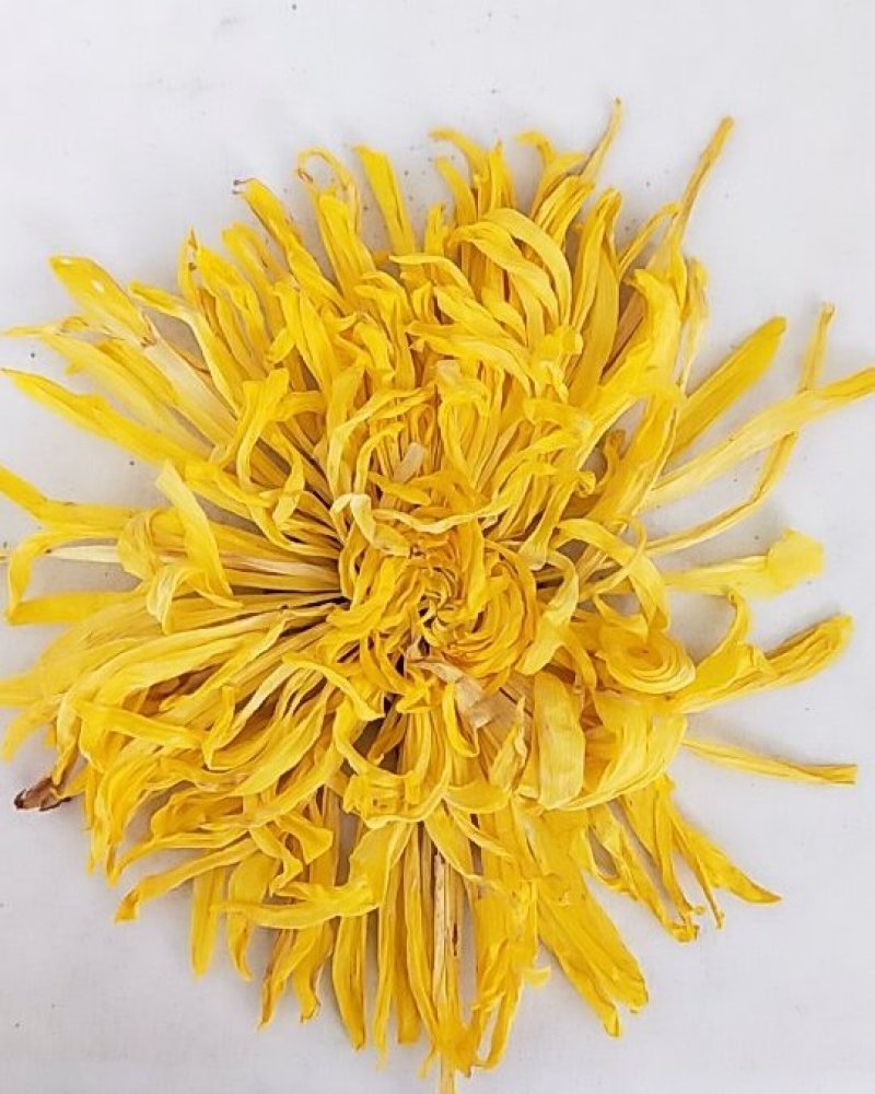 金丝皇菊