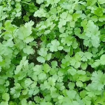 香菜