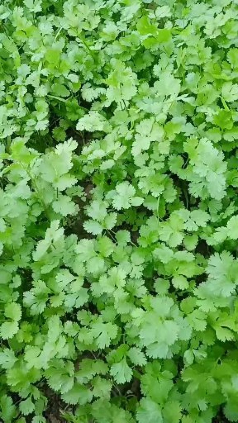 香菜
