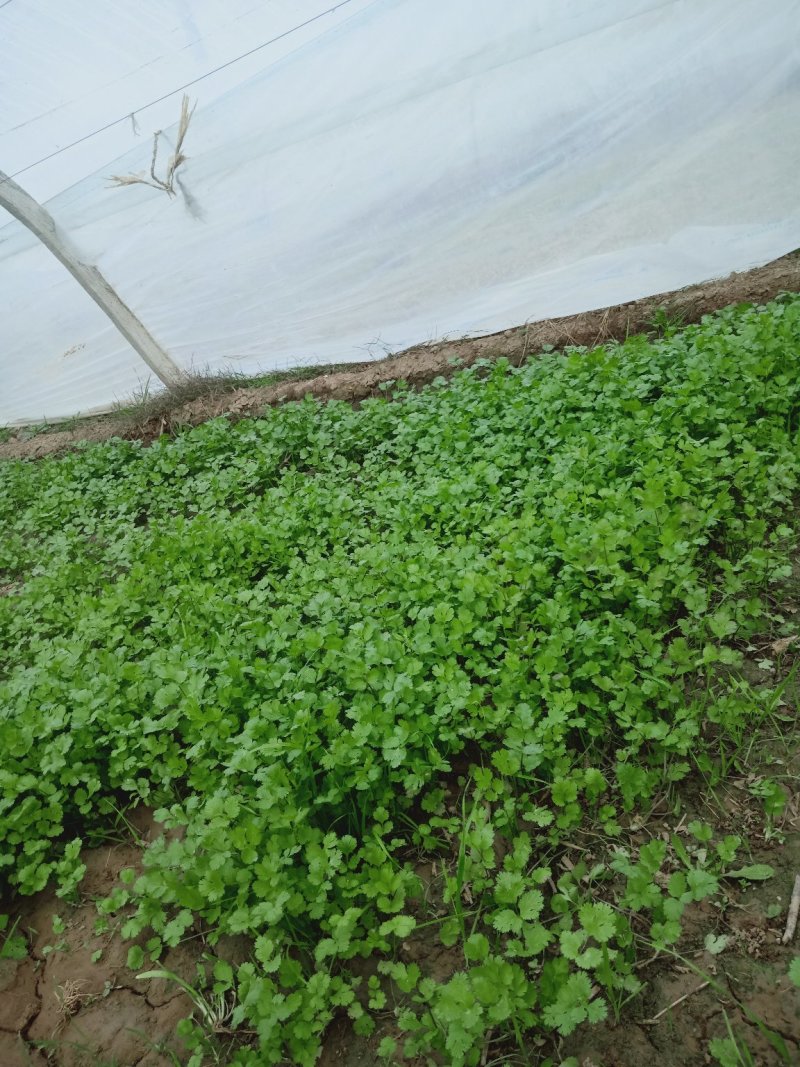 香菜
