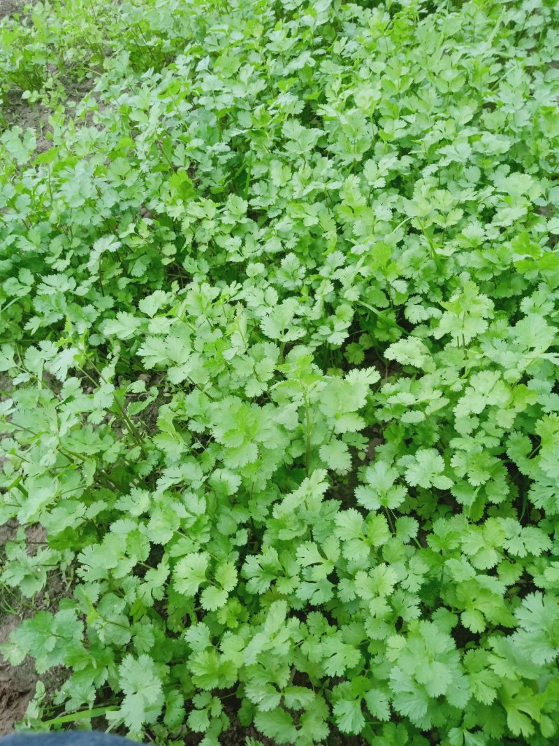香菜