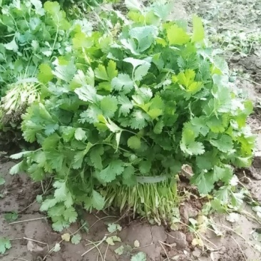 香菜