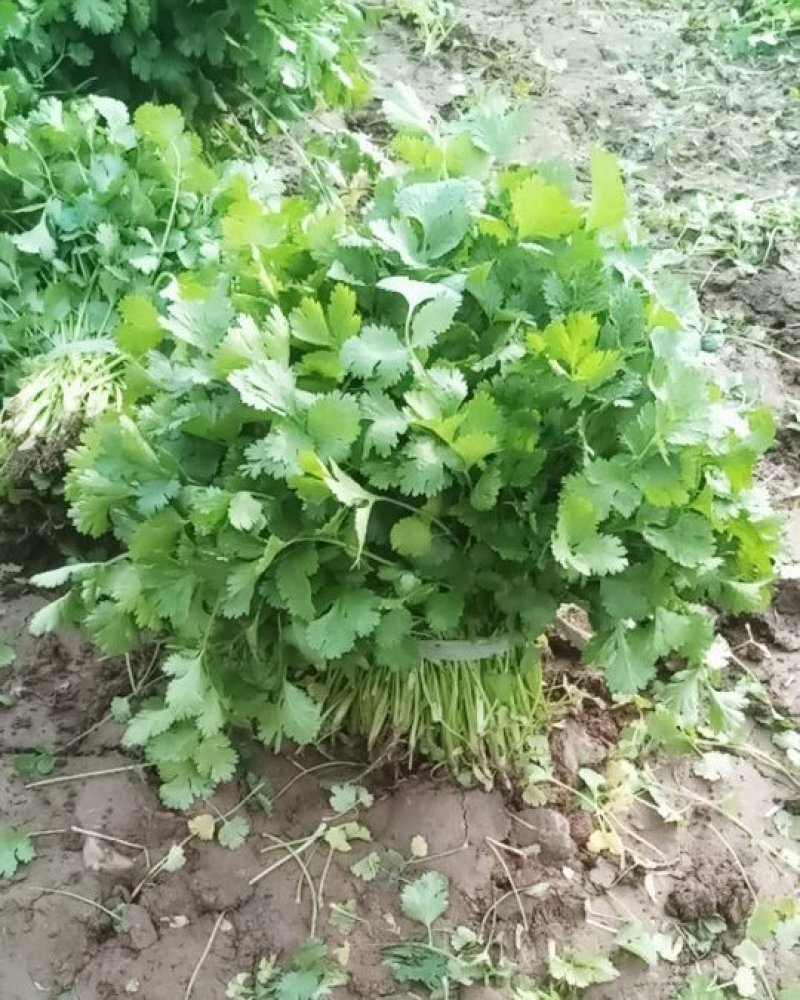 香菜