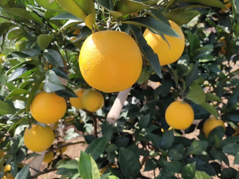 赣南脐橙新鲜上市大量供应