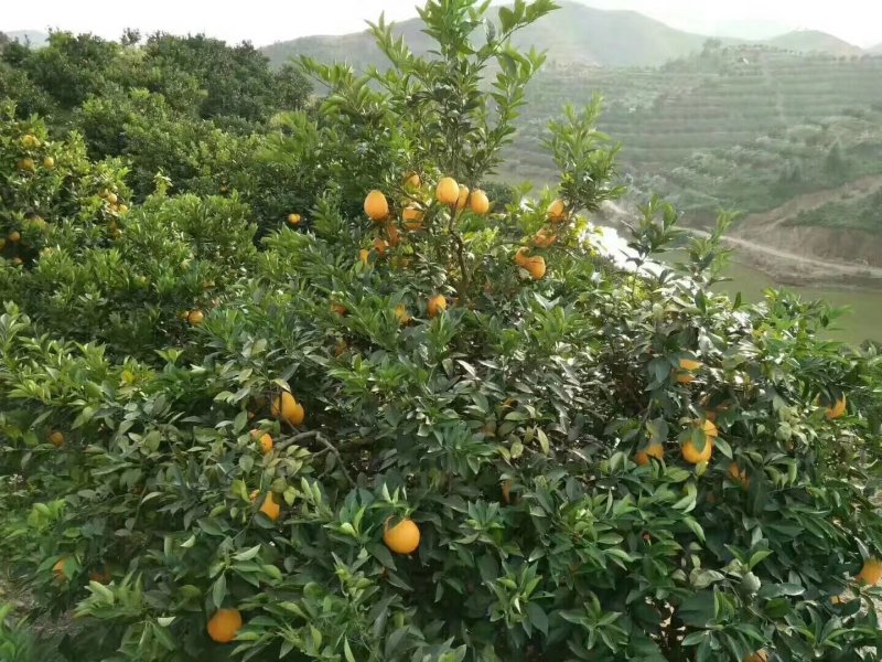 赣南脐橙新鲜上市大量供应