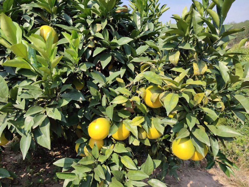 赣南脐橙新鲜上市大量供应