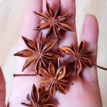 八角，广西金秀大瑶山