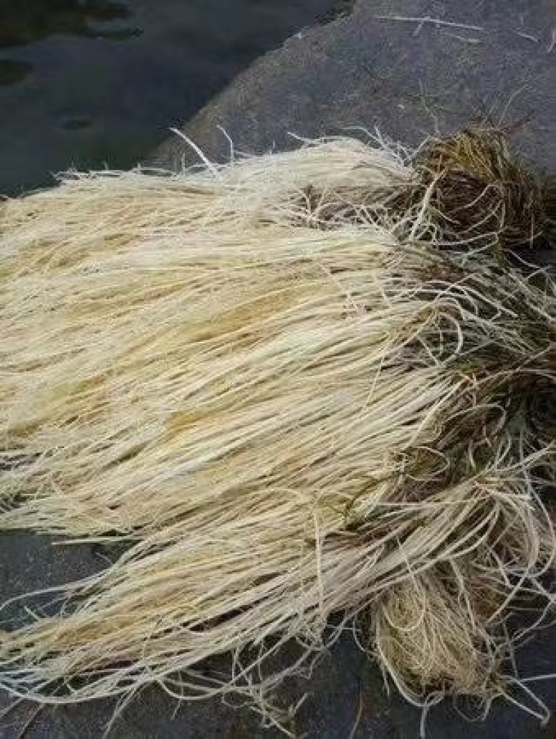 农产品龙须根