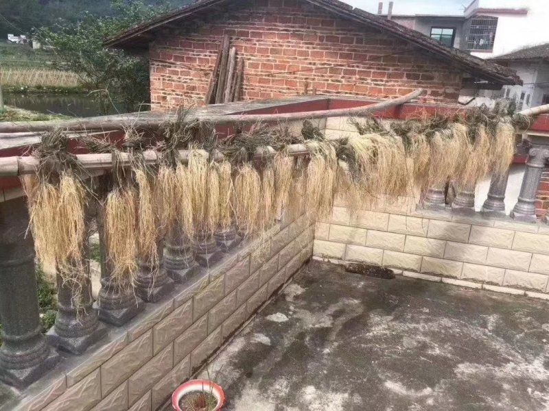 农产品龙须根