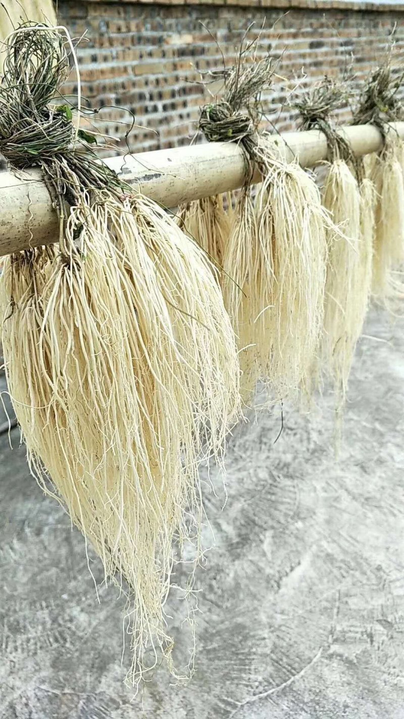 农产品龙须根