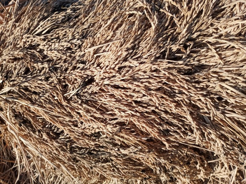 稻谷，稻花香二号秋收季节