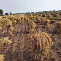 稻谷，稻花香二号秋收季节