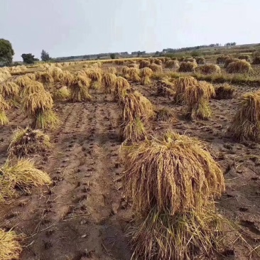 稻谷，稻花香二号秋收季节