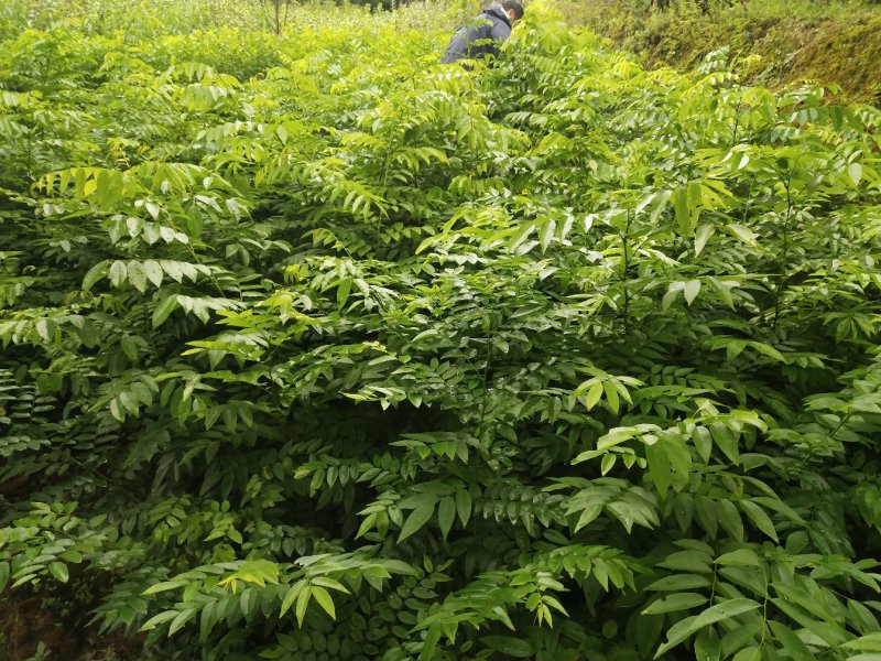 黄花梨树苗海南黄花梨树苗珍贵黄花梨树小苗