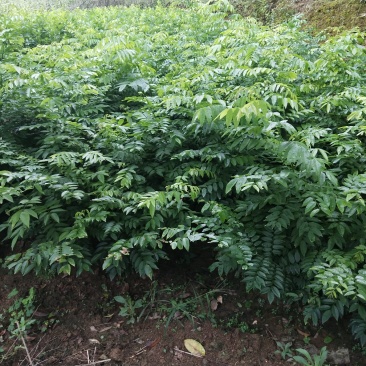 黄花梨树苗海南黄花梨树苗珍贵黄花梨树小苗