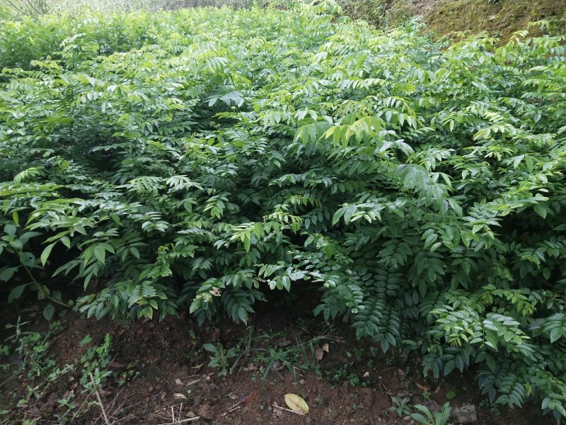 黄花梨树苗海南黄花梨树苗珍贵黄花梨树小苗