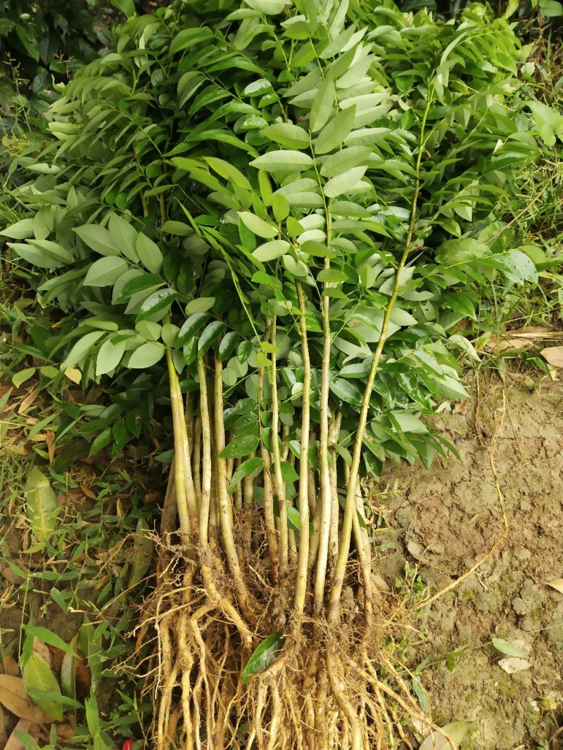 黄花梨树苗海南黄花梨树苗珍贵黄花梨树小苗