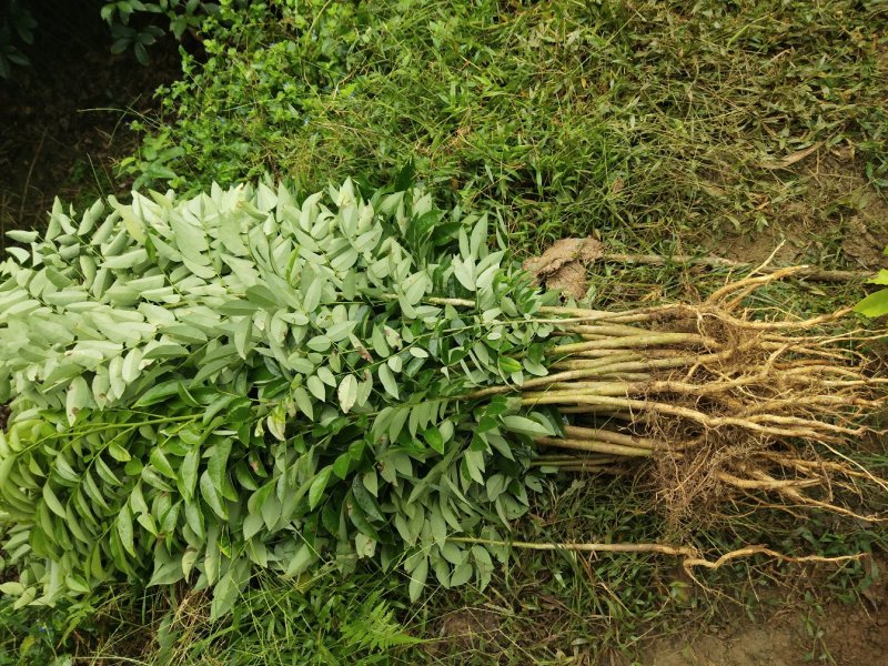 黄花梨树苗海南黄花梨树苗珍贵黄花梨树小苗